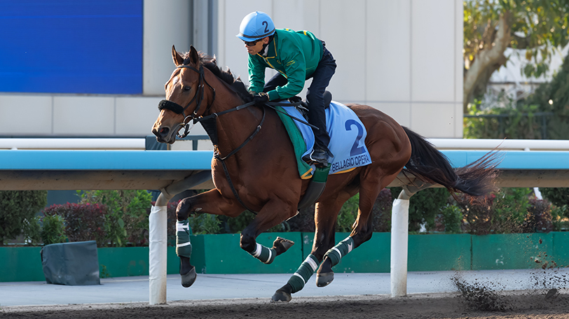 【香港国際競走】ベラジオオペラは上村洋行調教師を背にキャンター調整　日本調教馬3頭が馬場入り