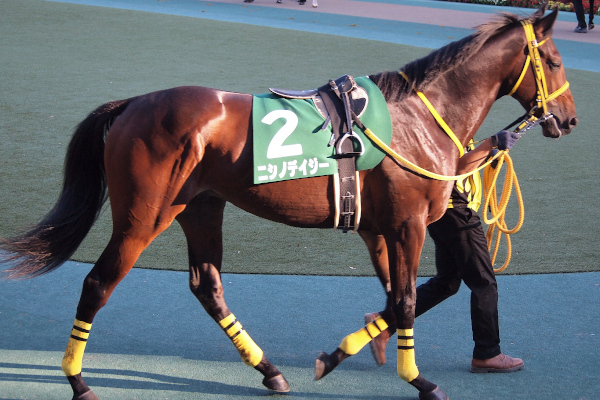 ニシノデイジー,ⒸSPAIA