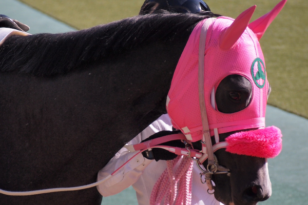 ピンクのメンコの馬,ⒸSPAIA