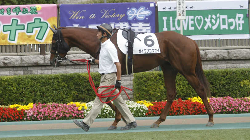 CBC賞で本命に推されたセイウンコウセイⒸ明石智子