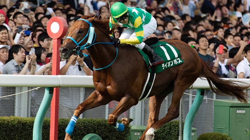 【アイビスSD】データ上ライオンボスには逆らえず　ラブカンプー騎乗予定の藤田菜七子騎手の千直のデータもご紹介【動画あり】