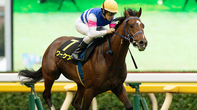 【新潟記念】キーとなる複勝率53.8%のデータとは？【動画あり】