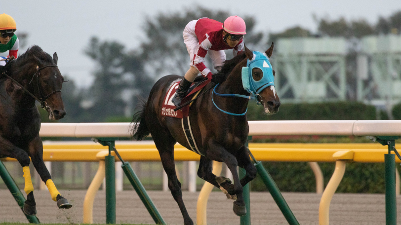 2020年京都ジャンプSに出走するオジュウチョウサンⒸSPAIA