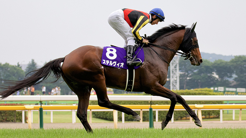 2020年阪神カップに出走するステルヴィオⒸSPAIA