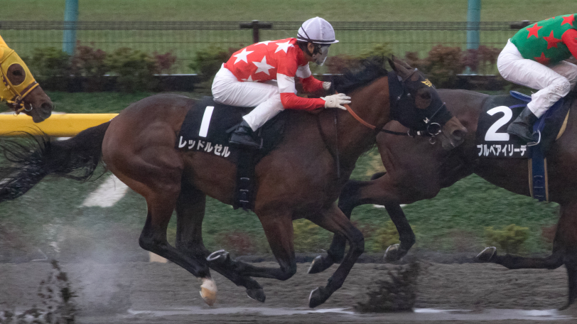 2021年根岸Sに出走するレッドルゼルⒸSPAIA