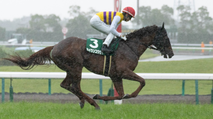 【日曜3分レース予想】中京芝1200ｍがベストの古豪に注目　日曜のSPAIA編集部推奨馬【動画あり】