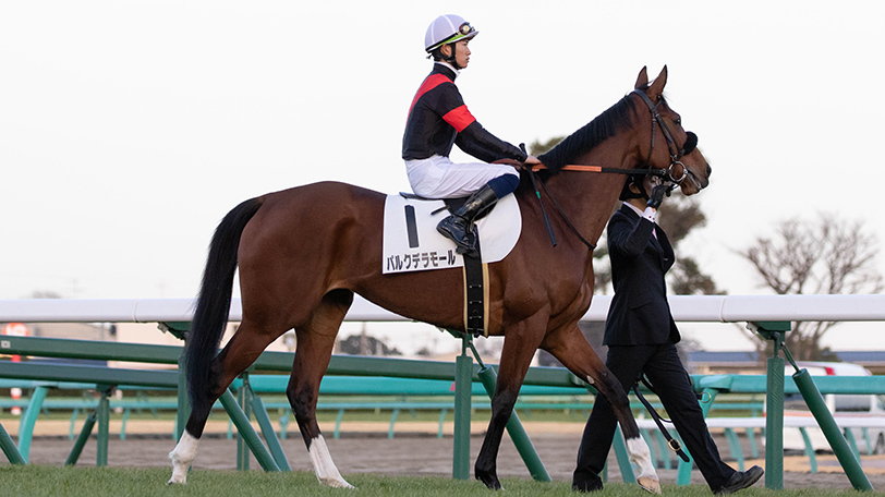 2021年早春ステークスに出走するパルクデラモールⒸSPAIA