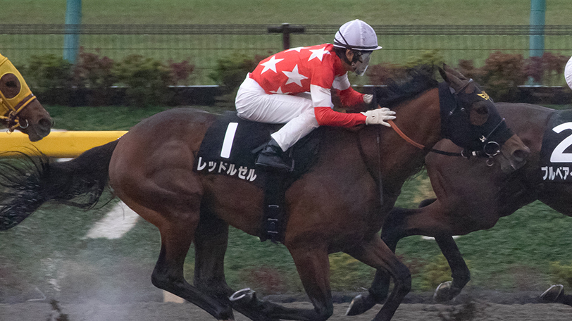 【フェブラリーS】6歳で本格化の伏兵に一撃期待　東大・京大の予想は【動画あり】