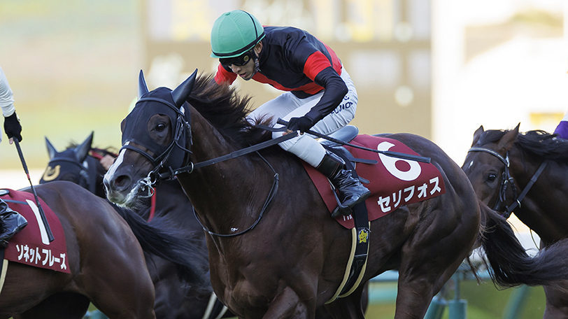 【朝日杯FS】高評価はセリフォスとドウデュース　東大・京大の最終結論は？【動画あり】