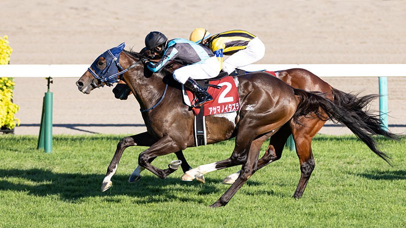 【有馬記念】穴狙いならアサマノイタズラ！　東大・京大の最終結論は？【動画あり】