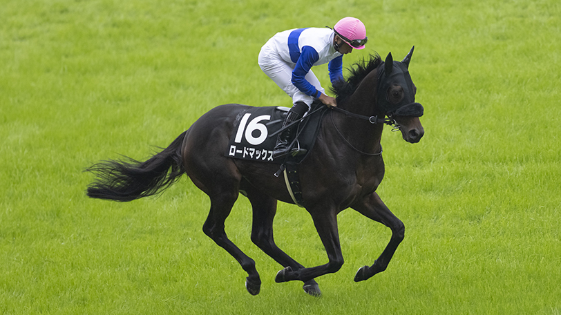 【キーンランドC・新潟2歳S】ロードマックス再度の直線一気だ！　東大・京大の予想は【動画あり】