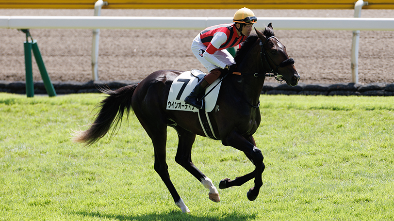 【新潟2歳S】ウインオーディン連闘実るか？　今年は超難解な一戦に【動画あり】
