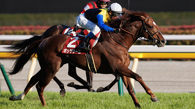 【京都大賞典】兄弟制覇かかるボッケリーニが中心も　相手選びは超難解？【動画あり】