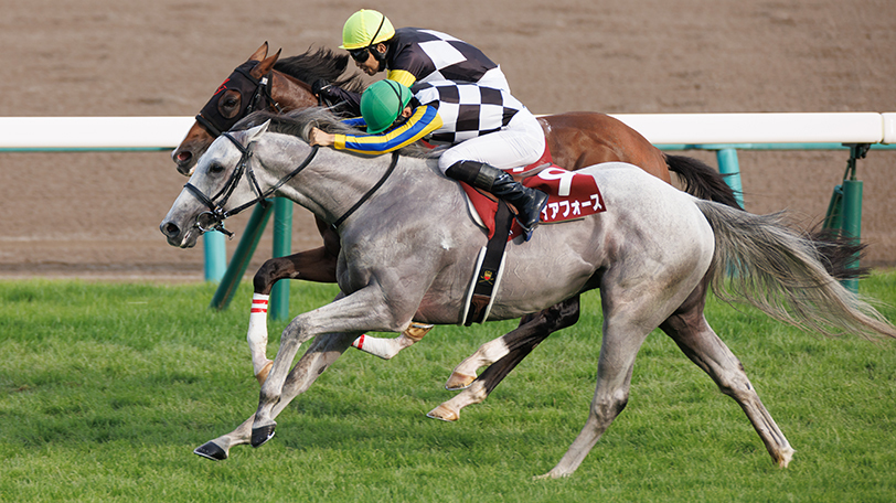 【菊花賞】急上昇のガイアフォース　3連勝で親子制覇達成だ！【動画あり】
