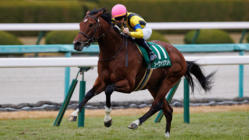 【ステイヤーズS・チャレンジC】ソーヴァリアント、1年ぶり勝利で再浮上だ！　土曜2重賞を展望【動画あり】