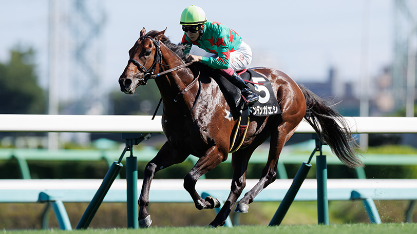 【朝日杯FS】ドンデンガエシがアッと言わせる？！　東大・京大の予想は【動画あり】