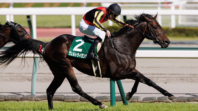 【日経新春杯・京成杯】59キロ・ヴェルトライゼンデの取捨は？　日曜の2重賞を一挙予想【動画あり】