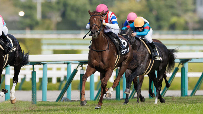 【阪神牝馬S・ニュージーランドT】小柄でも強いピンハイ重賞獲りだ　土曜2重賞をまとめて展望【動画あり】