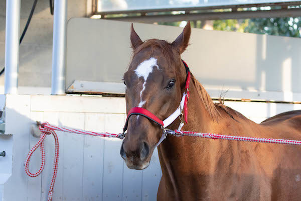 ２０２０年のフェブラリーステークスを制したモズアスコット