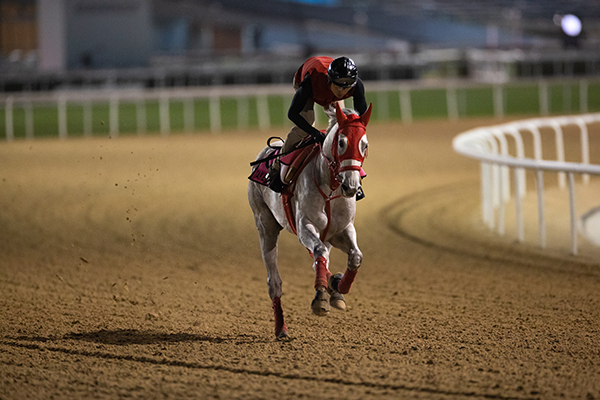早朝から調教に臨むタケルペガサス，ⒸSPAIA（撮影：三木俊幸）