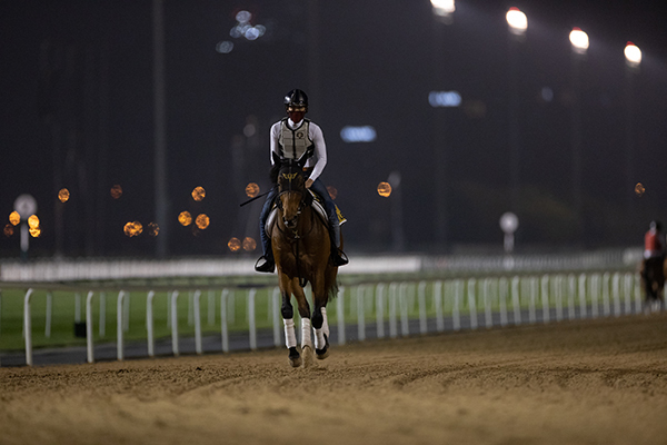 早朝から調教に臨むレッドルゼル，ⒸSPAIA（撮影：三木俊幸）