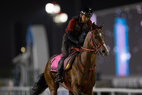 早朝から調教に臨むピンクカメハメハ，ⒸSPAIA（撮影：三木俊幸）