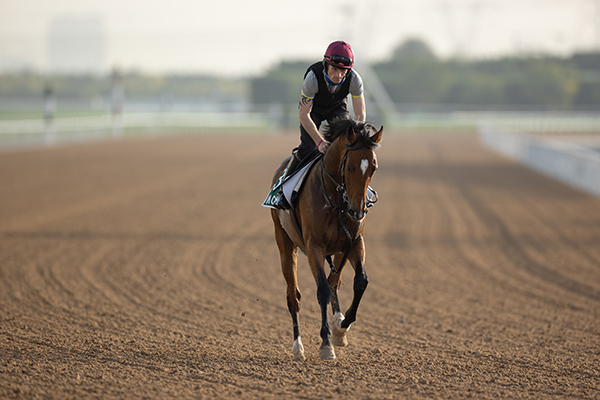 早朝から調教に臨むモーグル，ⒸSPAIA（撮影：三木俊幸）