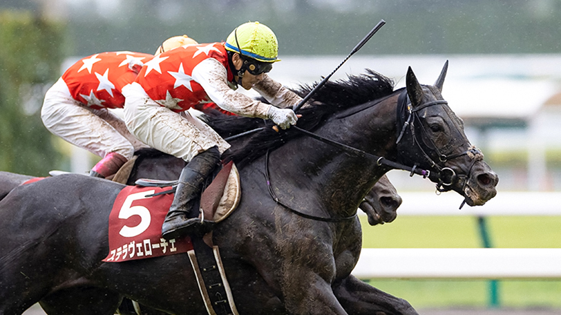 【AI予想回顧】不良馬場の神戸新聞杯はステラヴェローチェが勝利　有力馬の始動戦2レースは的中なったか？