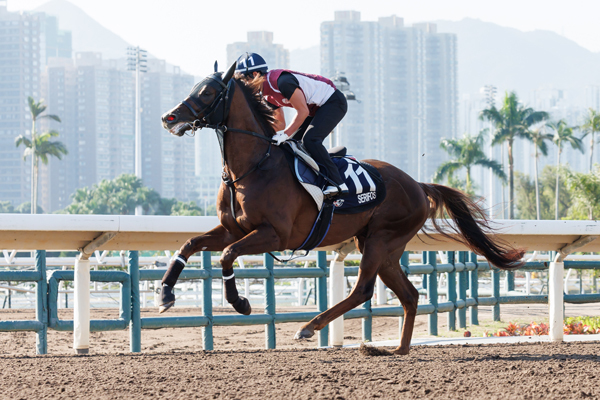 香港マイルに出走予定のセリフォス,ⒸSPAIA（撮影：三木俊幸）