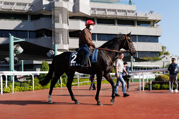 香港カップに出走予定のヒシイグアス,ⒸSPAIA（撮影：三木俊幸）