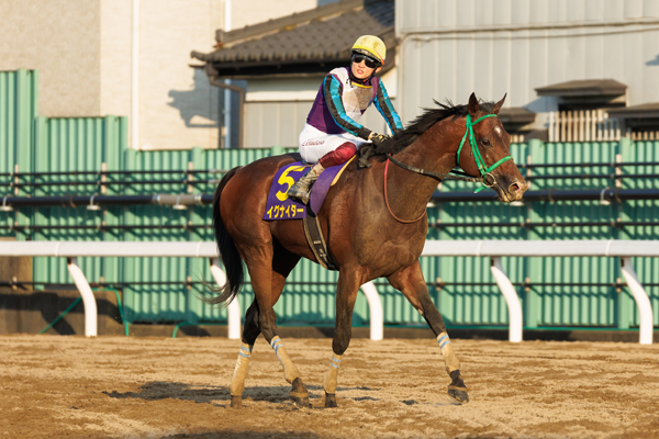 2024年さきたま杯2着馬イグナイター,ⒸSPAIA（撮影：三木俊幸）