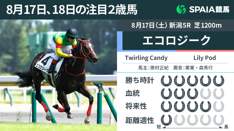 8月17日の新潟5R・新馬戦を勝利したエコロジーク,ⒸSPAIA（撮影：三木俊幸）