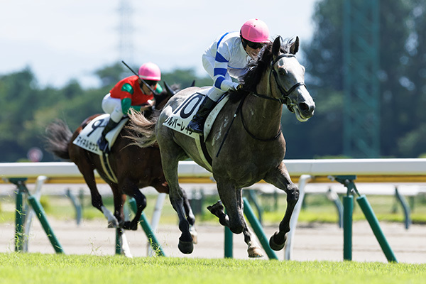 8月18日の新潟2R・未勝利戦を勝利したシルバーレイン,ⒸSPAIA（撮影：三木俊幸）