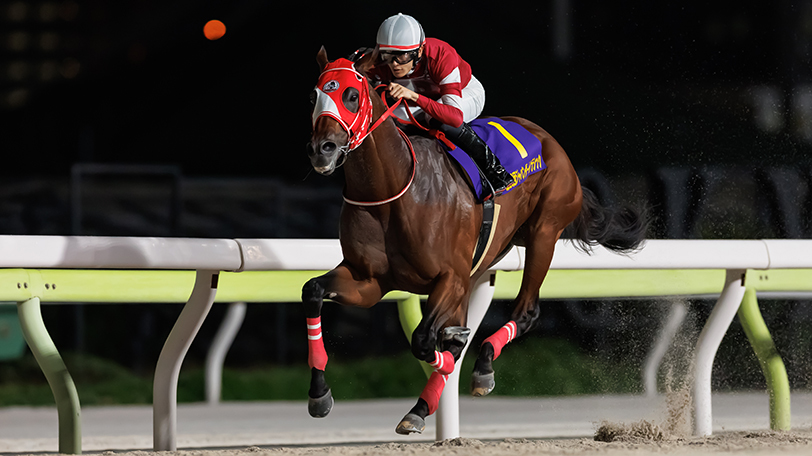 2024年ジャパンダートクラシック勝ち馬フォーエバーヤング,ⒸSPAIA（撮影：三木俊幸）