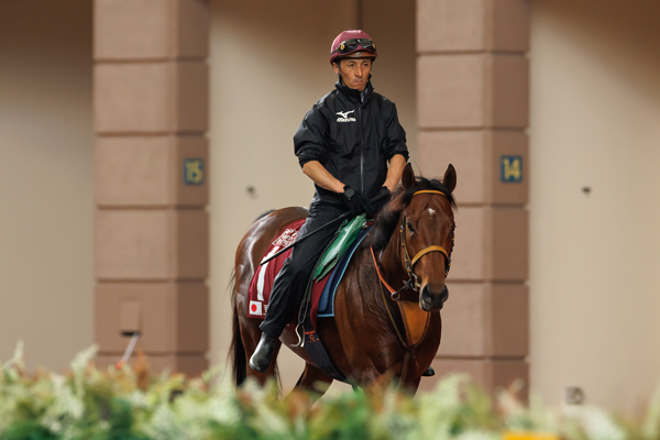 パドックスクーリングに向かうサトノレーヴ,ⒸSPAIA（撮影：三木俊幸）