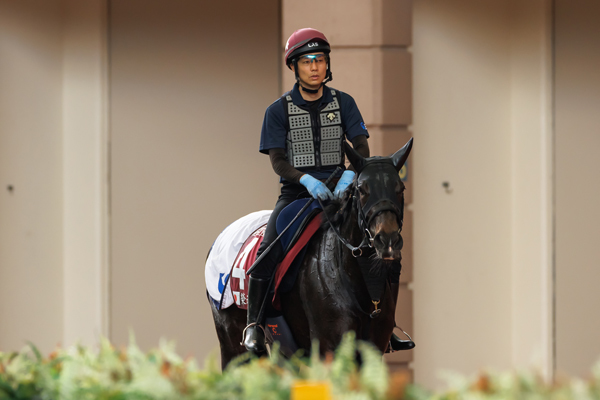 パドックスクーリングに向かうエイシンフェンサー,ⒸSPAIA（撮影：三木俊幸）