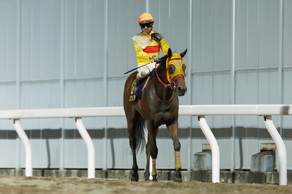 2025年関東オークス2着馬コパノエミリア,ⒸSPAIA（撮影：三木俊幸）