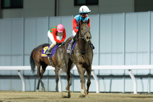 タマモフリージア,ⒸSPAIA（撮影：三木俊幸）