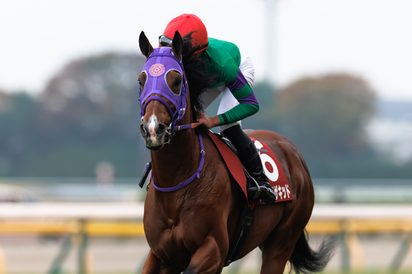 ディマイザキッド,ⒸSPAIA