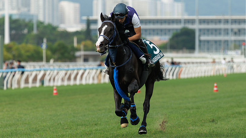 【香港チャンピオンズデー】マスカレードボール、ジャンタルマンタルは芝コースで追い切り　ジューンテイクは追い切り後に馬運車で運ばれるも「異常なし」