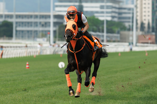 香港のチャンピオンズマイルに出走予定のジャンタルマンタル,ⒸSPAIA(撮影：三木俊幸)