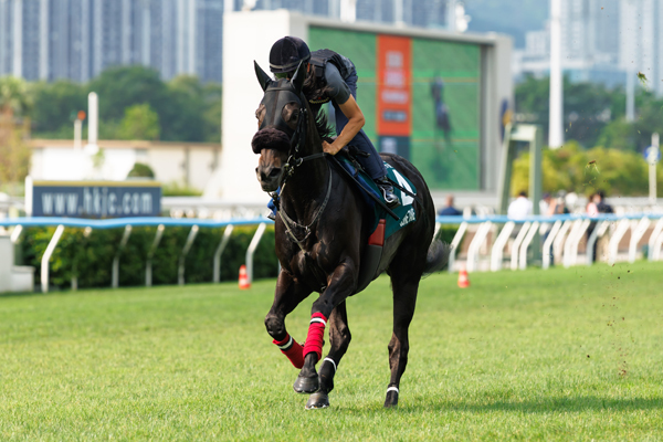 香港のクイーンエリザベス2世カップに出走予定のジューンテイク,ⒸSPAIA(撮影：三木俊幸)