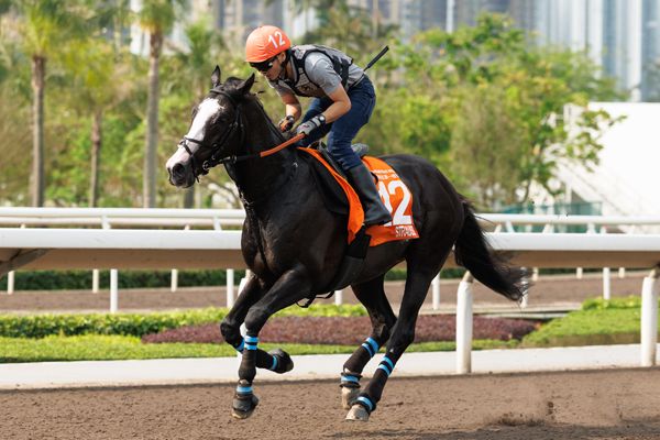 香港のチャンピオンズマイルに出走予定のシュトラウス,ⒸSPAIA(撮影：三木俊幸)