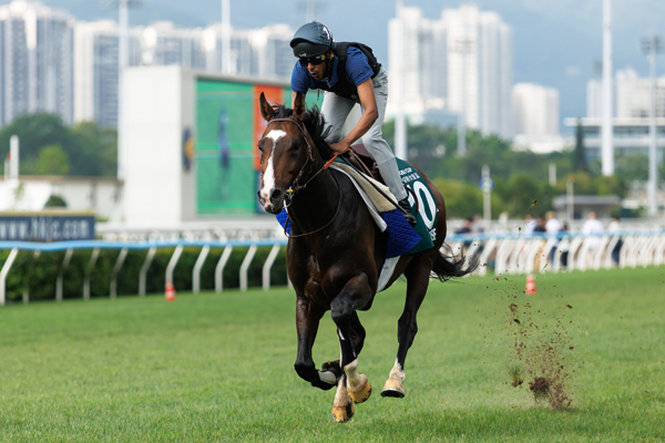 香港のクイーンエリザベス2世カップに出走予定のソジー,ⒸSPAIA(撮影：三木俊幸)