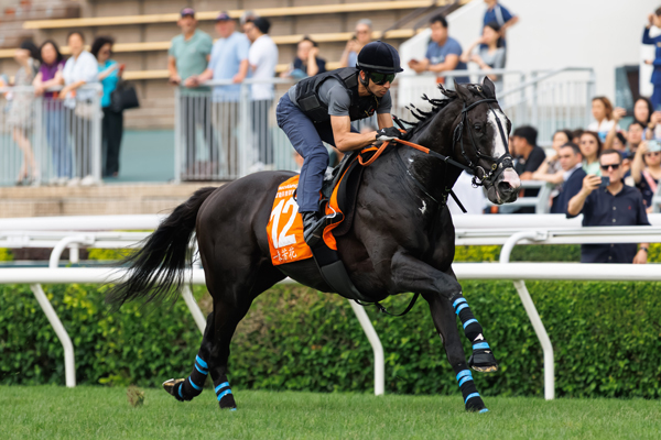 香港のチャンピオンズマイルに出走予定のシュトラウス,ⒸSPAIA(撮影：三木俊幸)