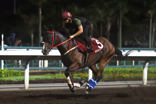 【香港チャンピオンズデー】サトノレーヴ、シュトラウスが芝コースで追い切り　GⅠ・3競走の枠順も決まる