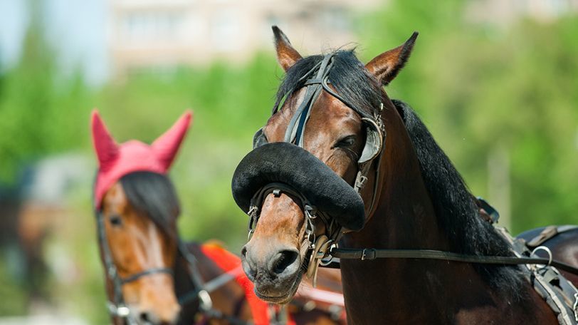 競馬 思わず画面を2度見 面白い名前の競走馬たち Spaia スパイア 競馬 思わず画面を2度見 面白い名前の競走馬たち Spaia スパイア