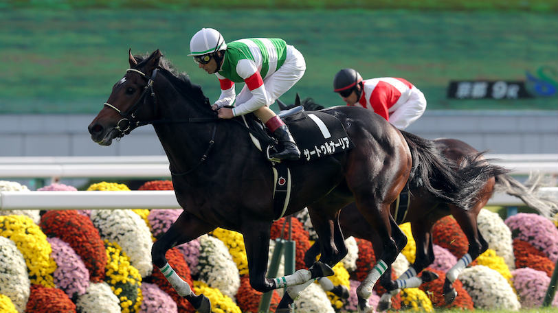 馬場適性からホープフルSを斬る！サートゥルナーリアに死角はないのか？