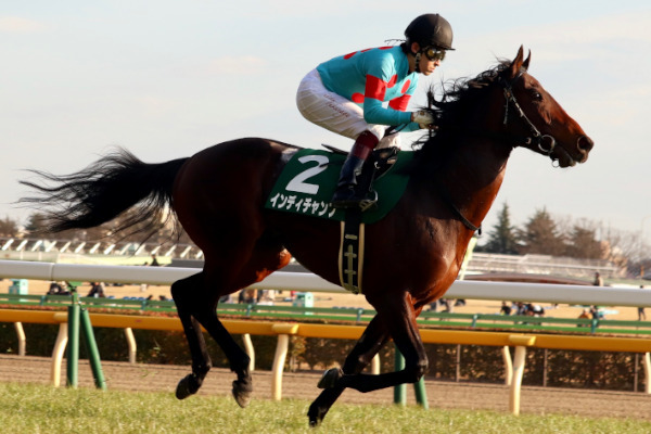 インディチャンプ,ⒸSPAIA