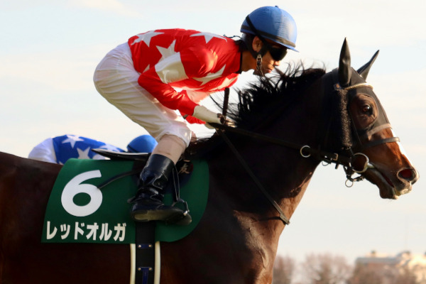 レッドオルガ,ⒸSPAIA